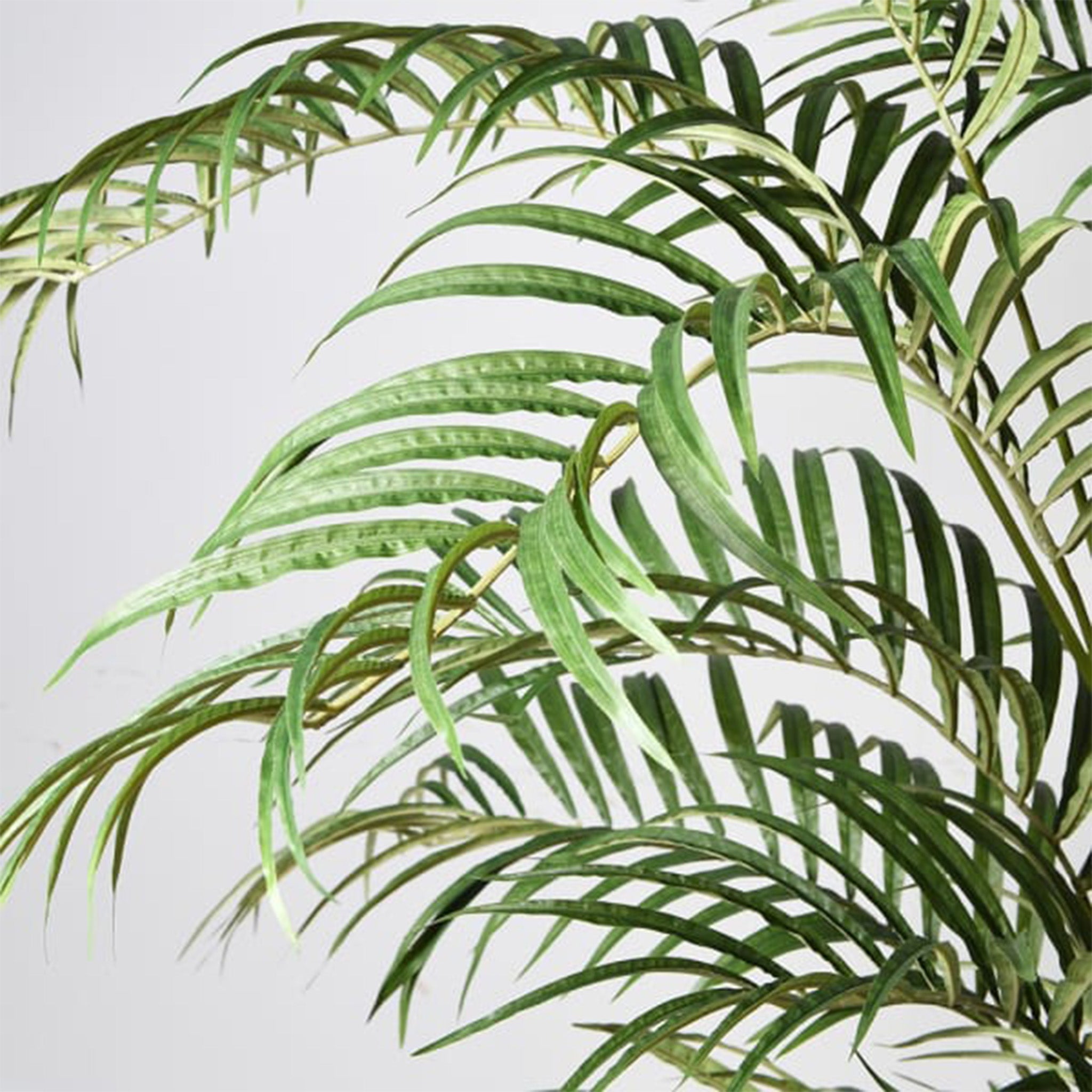 Areca Palm Tree